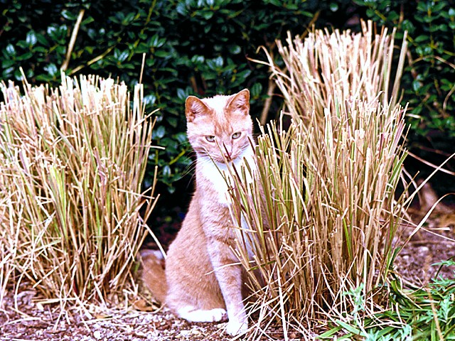 Ginger Kitty